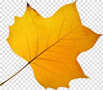 Leaves of trees transparent background PNG clipart