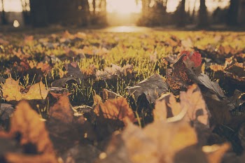 Leaves on Grass Free Photo 