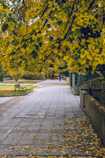 Leaves on Pavement Beside Fence