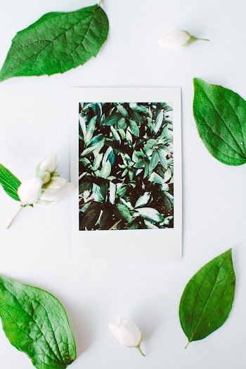 Leaves on White Surface