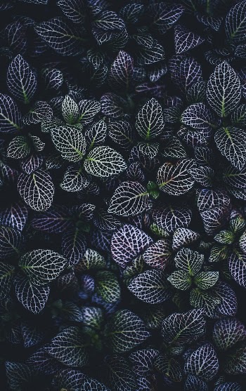 Leaves. Original public domain image | Free Photo - rawpixel