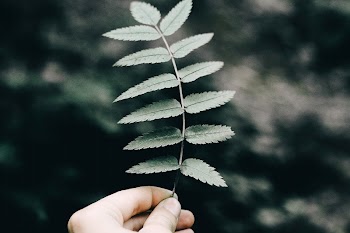 Leaves. Original public domain image | Free Photo - rawpixel