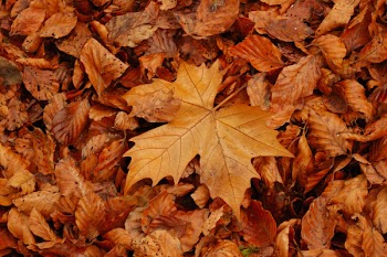 leaves_p.jpg