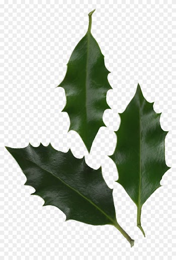 Leaves Png 16, Buy Clip Art - Ilex Altaclerensis Leaf