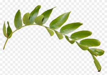 Leaves Png Hd - Leaf Png