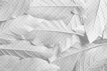 Leaves  png overlay, abstract | Free PNG - rawpixel