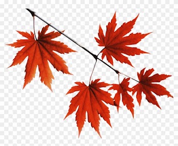 Leaves Png - Pesquisa Google - Leaf