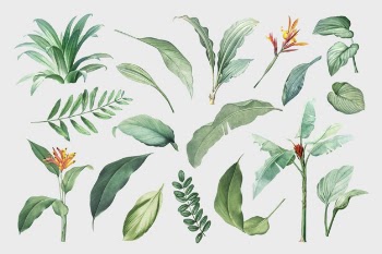 Leaves set Free Vector