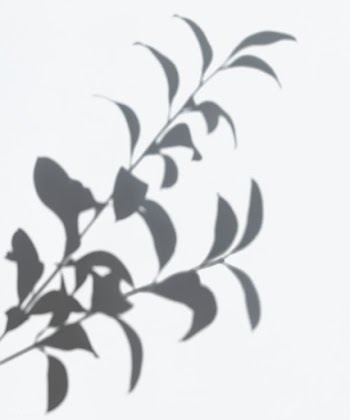 Leaves shadow on a white wall | Free stock psd mockup - 555975