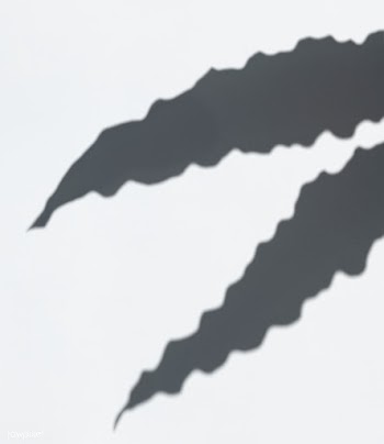 Leaves shadow on a white wall | Free stock psd mockup - 555982