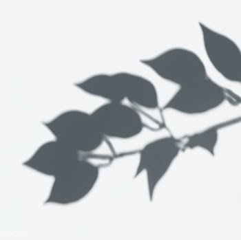 Leaves shadow on a white wall | Free stock psd mockup - 556029