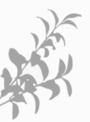 Leaves shadow on a white wall | Free stock vector - 555959