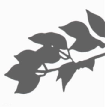 Leaves shadow on a white wall | Free stock vector - 556014