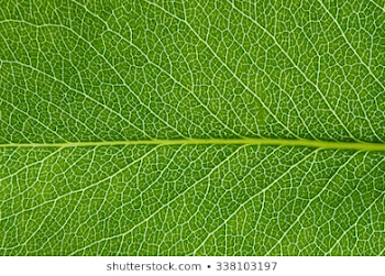Leaves Texture Images, Stock Photos & Vectors | Shutterstock
