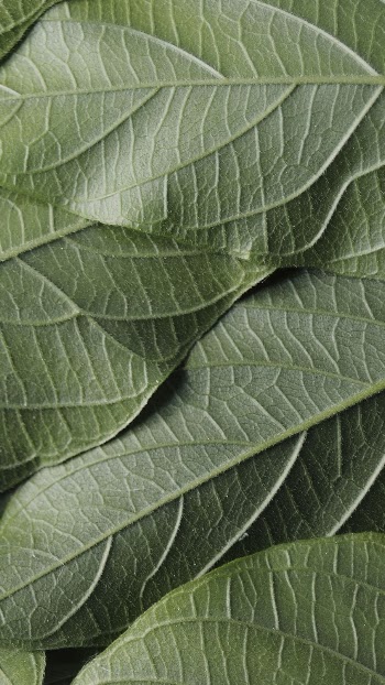 Leaves texture iPhone wallpaper, abstract | Free Photo - rawpixel