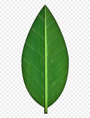 Leaves Transparent Background Clipart - Orange Tree Leaf Png