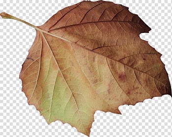 Leaves transparent background PNG clipart