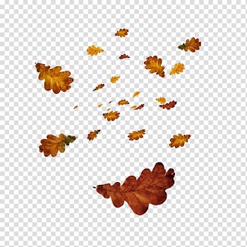 , Leaves transparent background PNG clipart