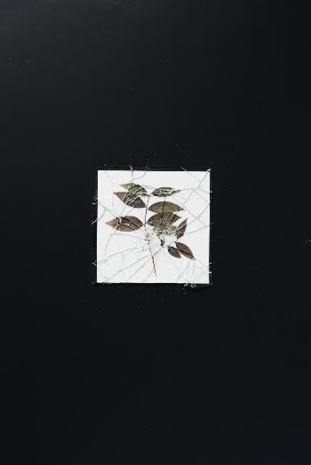 Leaves underneath broken glass pane on black background