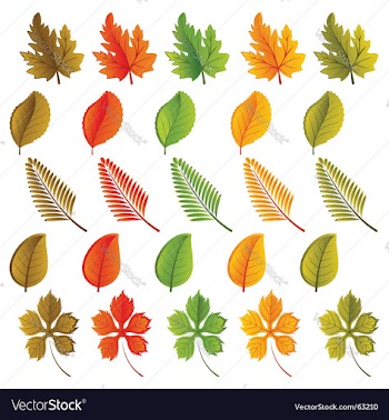  					Leaves vector image														