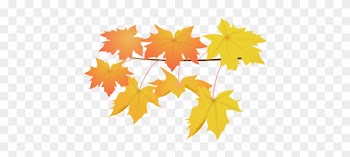 Leaves Yellow - Maple Leaf