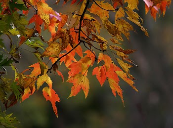 leaves1105.jpg