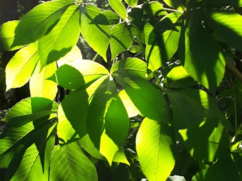 Leaves2.JPG