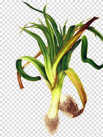Leek Onion Elephant garlic Allioideae, Watercolor vegetables transparent background PNG clipart
