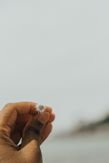 Left Hand Holding White Small Flower