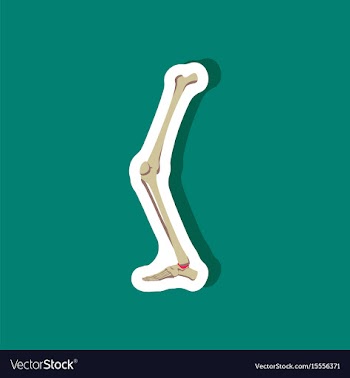 Leg bone paper sticker on stylish background vector image