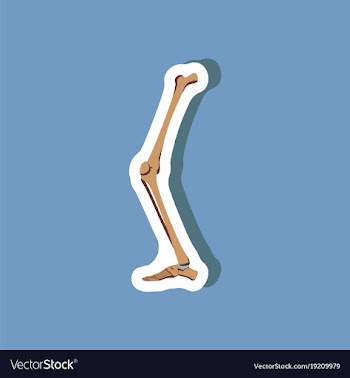 Leg bone paper sticker on stylish background vector image