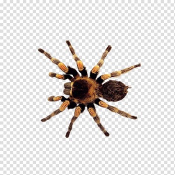 Legend of the Christmas Spider , Insects, fish transparent background PNG clipart