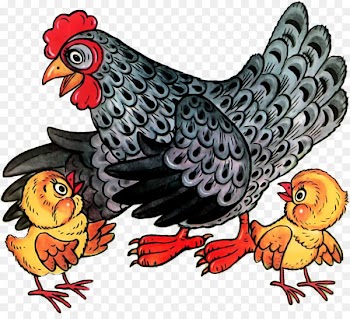 Leghorn chicken Cochin chicken Buffalo wing Plymouth Rock chicken Fried chicken - fried chicken 