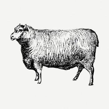 Leicester sheep drawing, farm animal | Free PSD - rawpixel