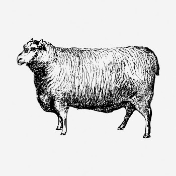 Leicester sheep drawing, vintage farm | Free Photo - rawpixel
