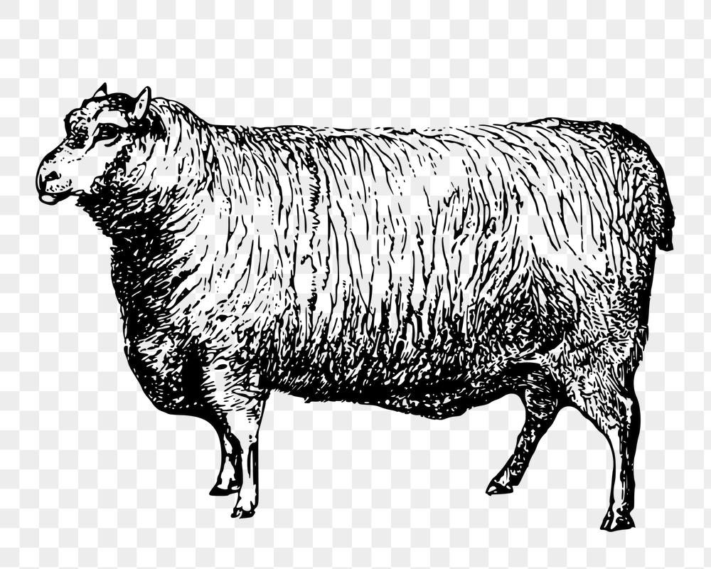 Leicester sheep png sticker, farm | Free PNG - rawpixel