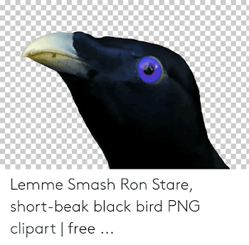 Lemme Smash Ron Stare Short-Beak Black Bird PNG Clipart | Free ...