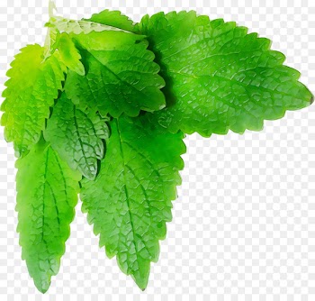 Lemon balm ESTX BA.RES.30-15 NR DL Odeur de Vie Opgiet Herbalism Leaf -  