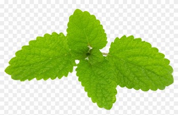 Lemon Balm Herb Essential Oil Officinalis - Lemon Balm Herb Essential Oil Officinalis