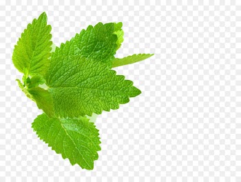 Lemon balm Herb Mint Leaf - mint 