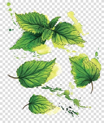 Lemon balm Horseradish Mint Herb Root, Mint transparent background PNG clipart