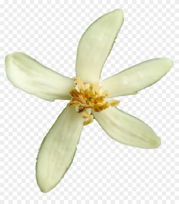 Lemon Blossom Png By Bunny With Camera - Lemon