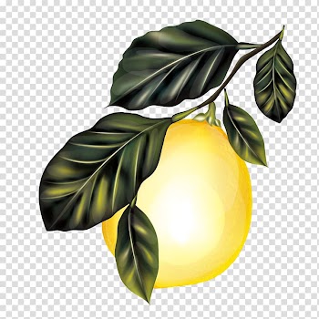 Lemon Branch Fruit tree, Lemon Tree transparent background PNG clipart