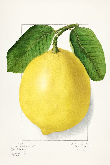 Lemon (Citrus Limon)(1910) by Ellen Isham Schutt. Original from U.S. D.. | Free public domain illustration - 2287215