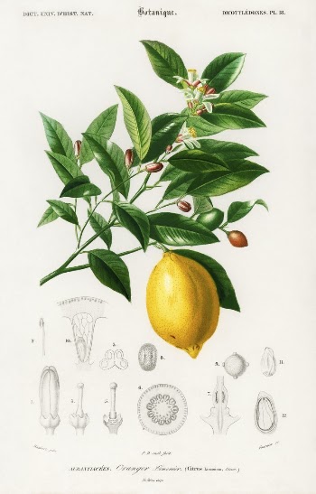 Lemon (Citrus Limonium) illustrated by Charles | Free Photo Illustration - rawpixel