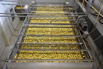 Lemon cleaning process in factory. | Free Photo - rawpixel
