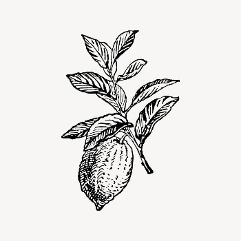 Lemon clipart, drawing illustration vector. | Free Vector Illustration - rawpixel