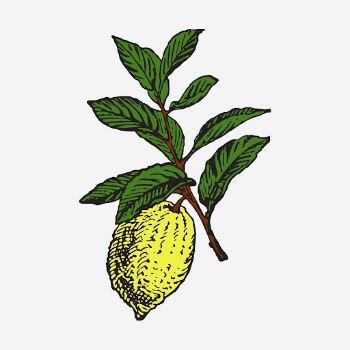 Lemon clipart, vintage fruit illustration. | Free Photo - rawpixel