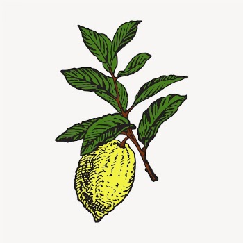 Lemon clipart, vintage fruit illustration | Free Vector - rawpixel