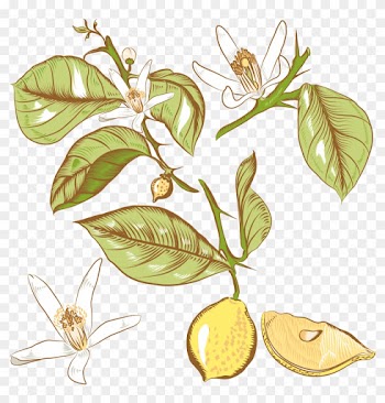 Lemon Flower Drawing Royalty - Lemon Tree Png Арт